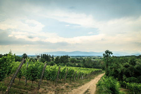 Storm is approaching the vineyards in the fields of Collio, Italyの写真素材