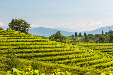 The vineyards of Buttrio in a summer day. Collio Friulano, Udine Province, Friuli Venezia-Giulia, Italyの写真素材