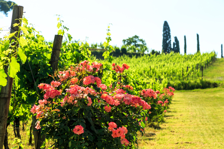 The vineyards of Buttrio in a summer day. Collio Friulano, Udine Province, Friuli Venezia-Giulia, Italyの写真素材