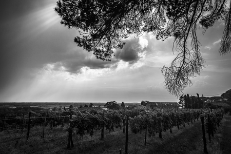 Storm is approaching the vineyards in the fields of Collio, Italyの写真素材