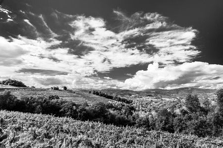 The italian vineyards at the border with Slovenia in a summer afternoonの写真素材