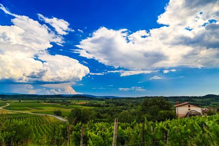 Rain and sun in the vineyards of Sloveniaの写真素材