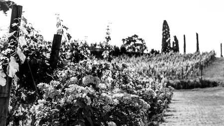 The vineyards of Buttrio in a summer day. Collio Friulano, Udine Province, Friuli Venezia-Giulia, Italyの写真素材