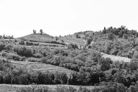 The vineyards of Buttrio in a summer day. Collio Friulano, Udine Province, Friuli Venezia-Giulia, Italyの写真素材
