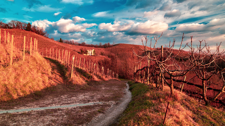 Winter sunset in the vineyard of Savorgnano, Friuli Venezia-Giulia, Italyの写真素材