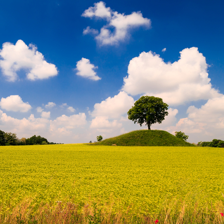 Fields in the countryside of Friuli Venezia-Giuliaの写真素材