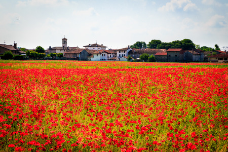 Fields in the countryside of Friuli Venezia-Giuliaの写真素材