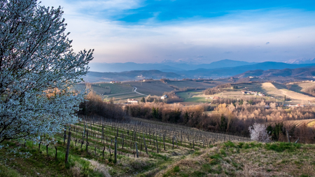 The sun goes down in the vineyards of Friuli Venezia-Giuliaの写真素材