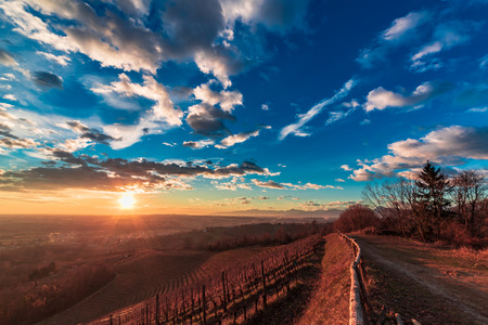 Winter sunset in the vineyard of Savorgnano, Friuli Venezia-Giulia, Italyの写真素材
