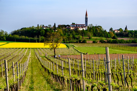 Fields of Friuli Venezia-Giulia in a spring dayの写真素材