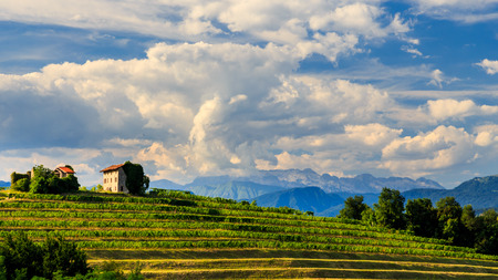 The italian vineyards at the border with Slovenia in a summer afternoonの写真素材