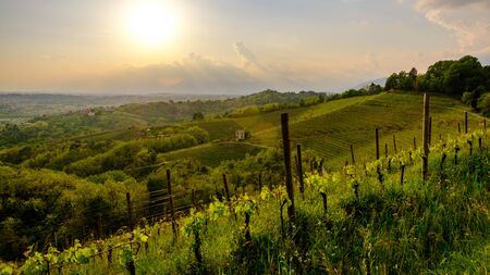 Storm in the vineyards of Friuli Venezia-Giulia, Italyの写真素材
