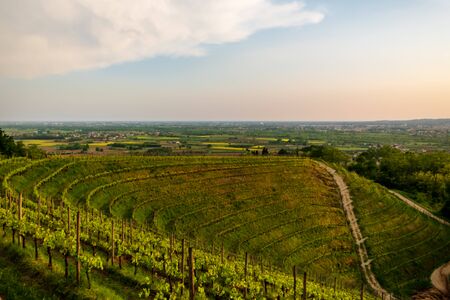 Storm in the vineyards of Friuli Venezia-Giulia, Italyの写真素材