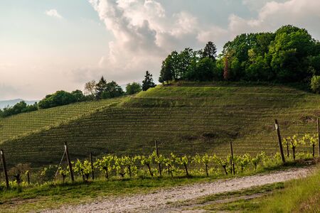 Storm in the vineyards of Friuli Venezia-Giulia, Italyの写真素材