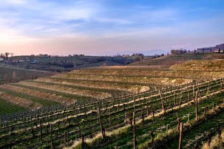 The sun goes down in the vineyards of Friuli Venezia-Giulia