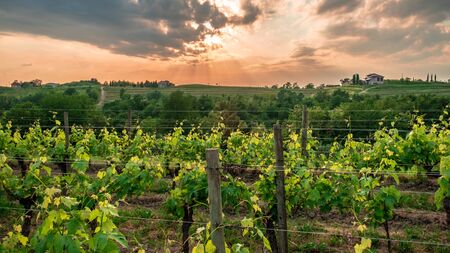 The sun goes down in the vineyards of Friuli-Venezia Giulia, Italy