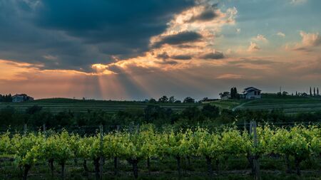 The sun goes down in the vineyards of Friuli-Venezia Giulia, Italyの写真素材