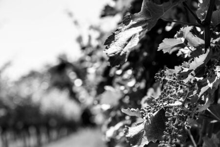The vineyards of Buttrio in a summer day. Collio Friulano, Udine Province, Friuli Venezia-Giulia, Italyの写真素材