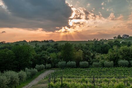 The sun goes down in the vineyards of Friuli-Venezia Giulia, Italyの写真素材