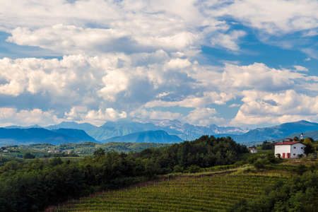 The Italian vineyards at the border with Slovenia in a summer afternoon