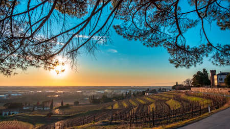 The sun goes down in the vineyards of Friuli Venezia-Giuliaの写真素材