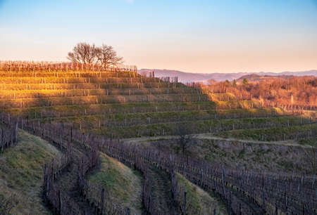 The sun goes down in the vineyards of Friuli Venezia-Giuliaの写真素材