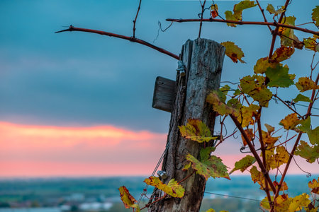 The sun goes down in the vineyards of Friuli Venezia-Giuliaの写真素材