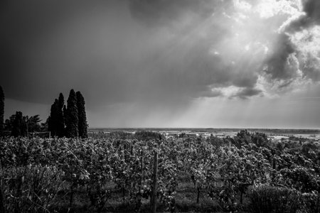 Storm is approaching the vineyards in the fields of Collio, Italyの写真素材
