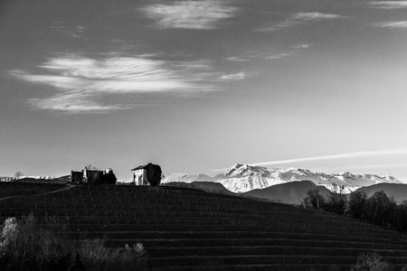 The sun goes down in the vineyards of Friuli Venezia-Giuliaの写真素材