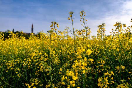 The ancient Sanctuary of Barbana with snowy mountains in the backgroundの写真素材