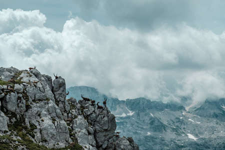 Steinbocks on the Mount Montasio in the Julian alps, in a summer day