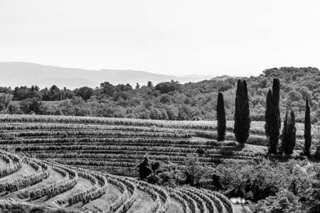 The vineyards of Buttrio in a summer day. Collio Friulano, Udine Province, Friuli Venezia-Giulia, Italyの写真素材
