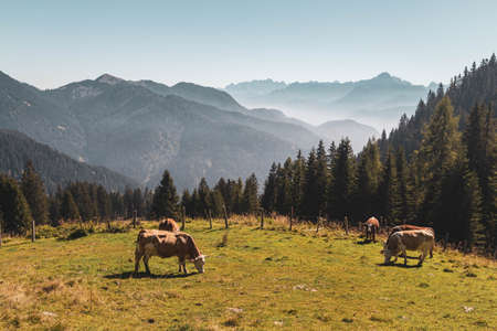 September sunny day in the alps of Friuli-Venezia Giulia, Italyの写真素材