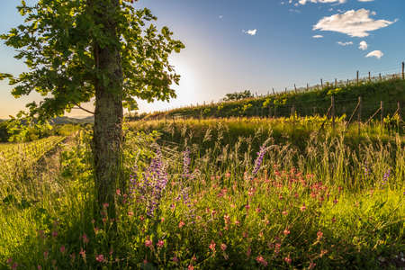 Colorful sunset in the vineyards of Rosazzo, Udine, Friuli Venezia-Giuliaの写真素材