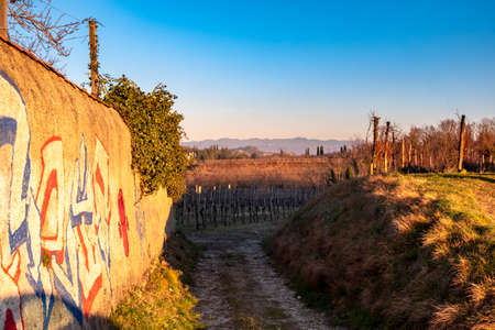 The sun goes down in the vineyards of Friuli Venezia-Giuliaの写真素材