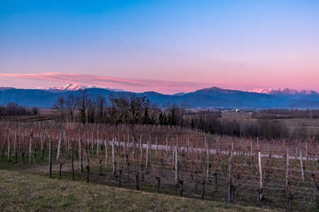The sun goes down in the vineyards of Friuli Venezia-Giuliaの写真素材