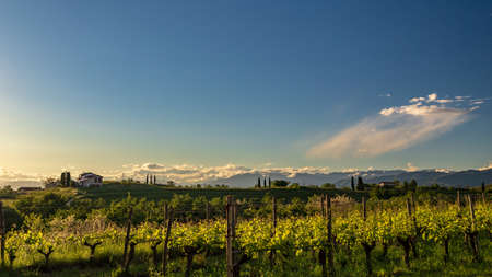 Colorful sunset in the vineyards of Rosazzo, Udine, Friuli Venezia-Giuliaの写真素材