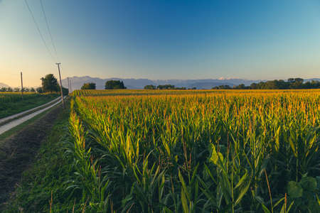 The sun goes down over the fields of Friuli Venezia-Giulia, Italyの写真素材