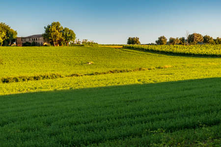 Sunrise in the fields of Marche from the village of Numanaの写真素材