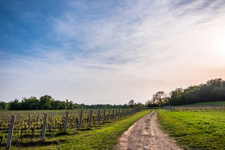 Fields of Friuli Venezia-Giulia in a spring day