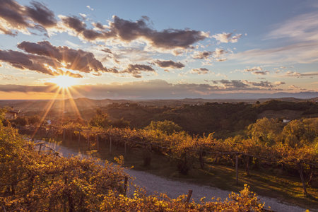 The sun goes down over the vineyards of Collio, Friuli Venezia Giulia, Italyの写真素材