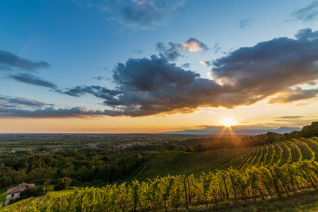The sun goes down over the vineyards of Savorgnano del Torre, Friuli Venezia Giulia, Italyの写真素材