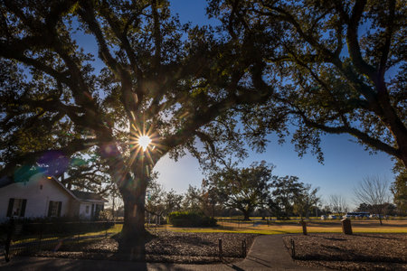Oak Alley Plantation, New Orleans, Louisiana in a beautiful sunset