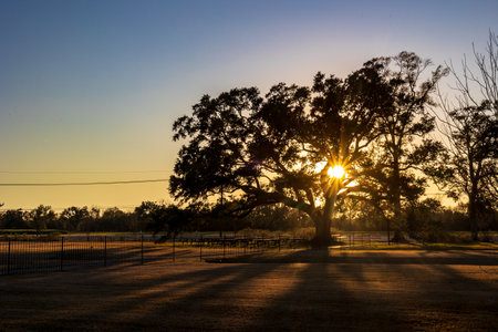 Oak Alley Plantation, New Orleans, Louisiana in a beautiful sunset