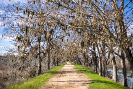 Brazos Bend State Park, Texas, on a beautiful sunny morningの写真素材