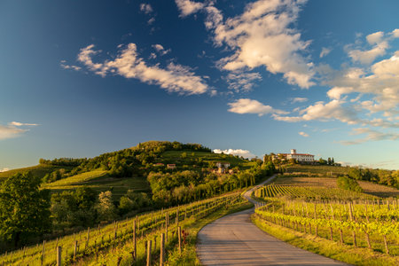 Colorful sunset in the vineyards of Rosazzo, Udine, Friuli Venezia-Giuliaの写真素材