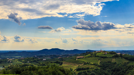 The Italian vineyards at the border with Slovenia in a summer afternoonの写真素材