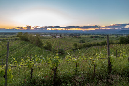 Colorful sunset in the vineyards of Rosazzo, Udine, Friuli Venezia-Giuliaの写真素材