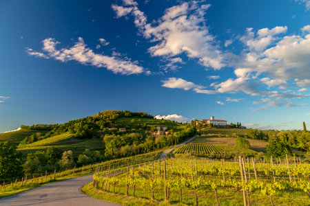 Colorful sunset in the vineyards of Rosazzo, Udine, Friuli Venezia-Giuliaの写真素材