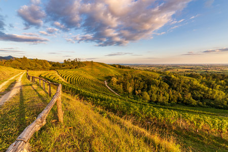 The sun goes down over the vineyards of Savorgnano del Torre, Friuli Venezia Giulia, Italyの写真素材